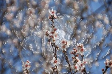 טבע – Nature